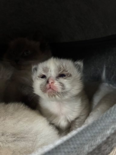 Seal Mitted mit Blaze Kitten (Kuma x Emi)