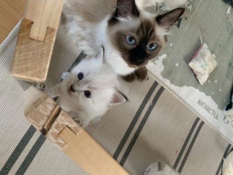 Nala x Kuma Kitten