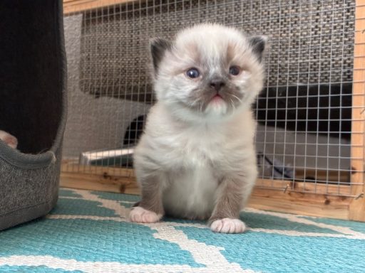 Seal Mitted Kitten (Kuma x Rumi)