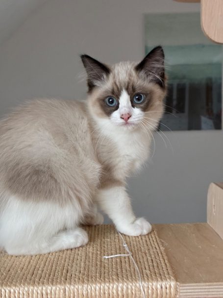 Nachwuchskatze Rudi sitzt auf dem Kratzbaum